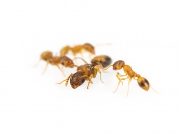 Temnothorax nylanderi